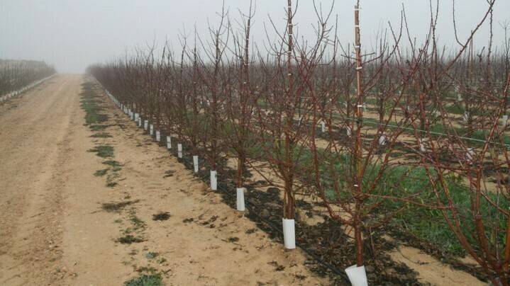 almendros|Multiscan S30P|Genius|Nimbus|Frutos-secos-artic